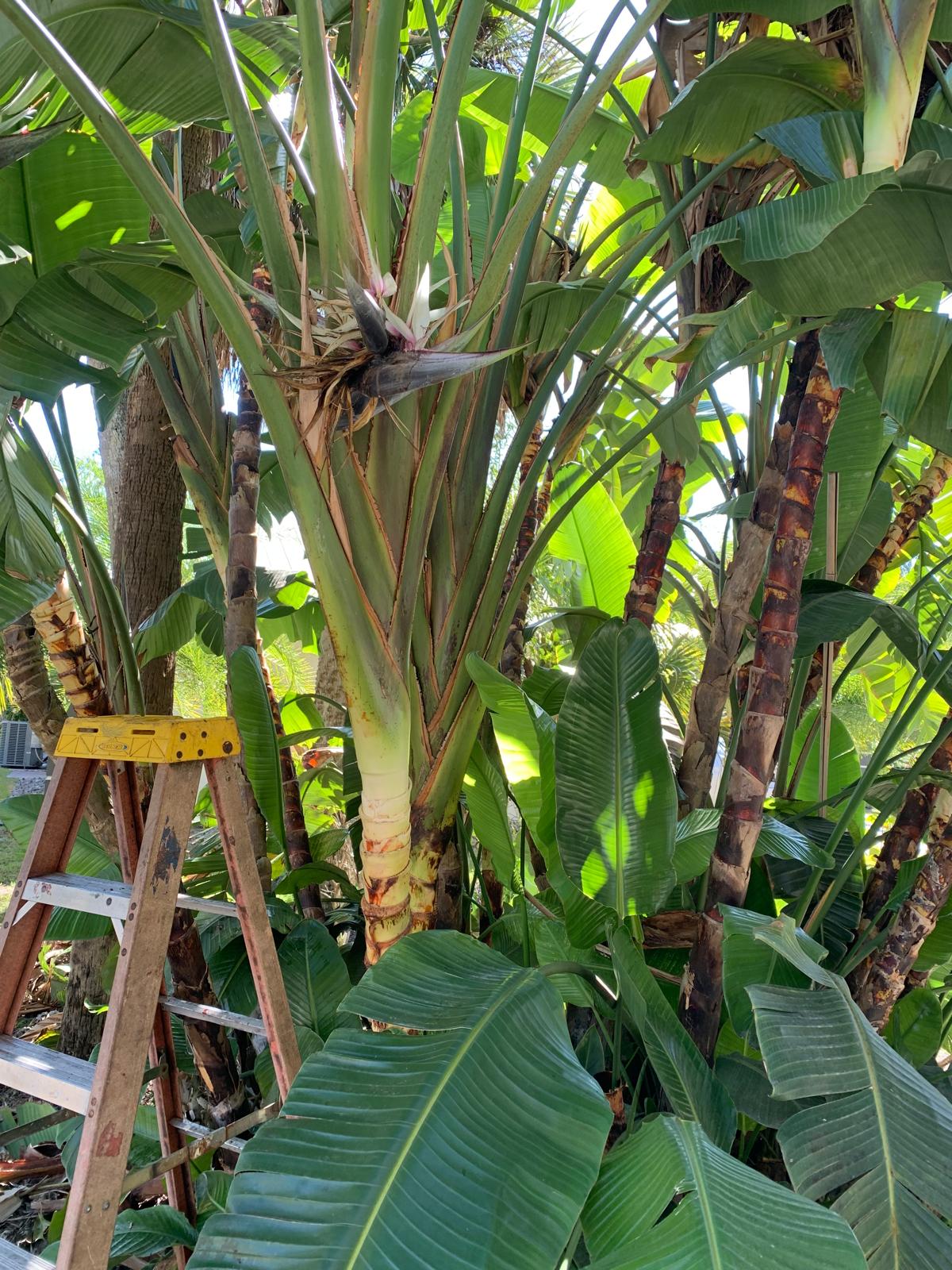 Palm tree after trimming