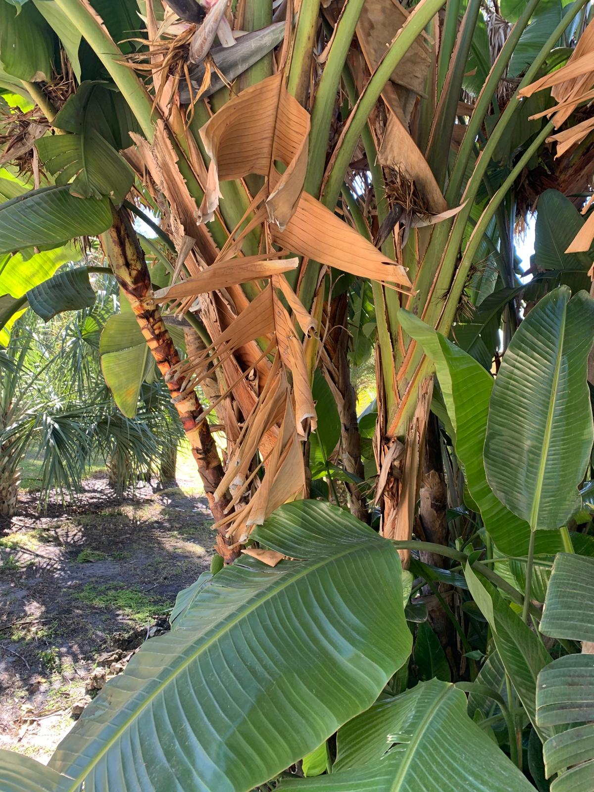 Palm tree before trimming