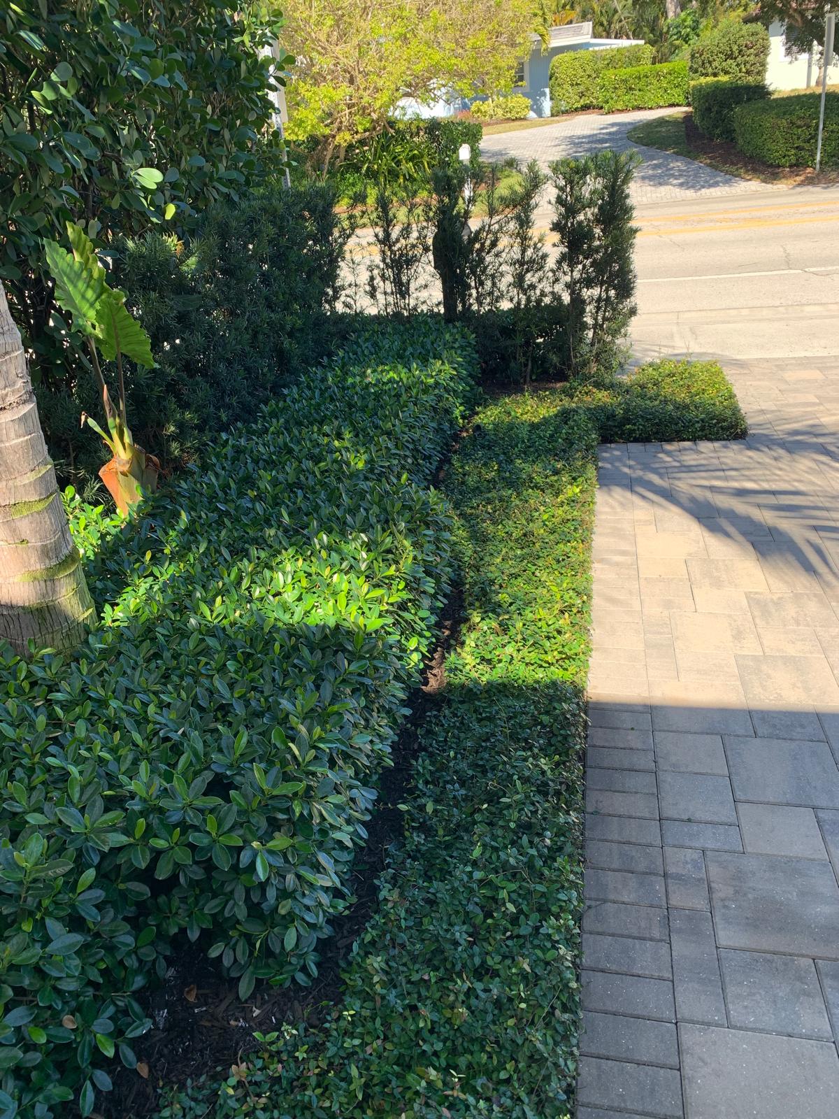 Professional hedge trimming